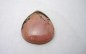 Pierre polie Rhodonite en cabochon.